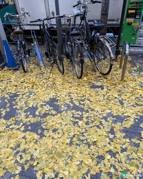 日本東京的楓葉落在街上，非常美觀，看見的景像，想立刻和朋友分...
