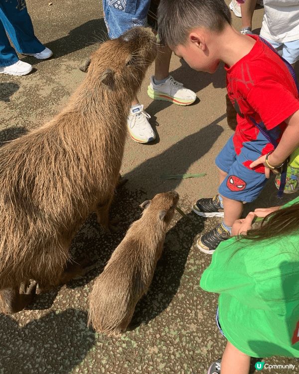這是日本仙人掌公園，很適合親子活動，有很多動物都可親身餵食，...