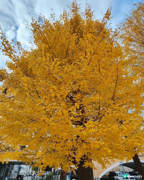 位於千葉縣嘅柏市，被譽為千葉縣嘅涉谷，旺中帶靜，JR直達，離...