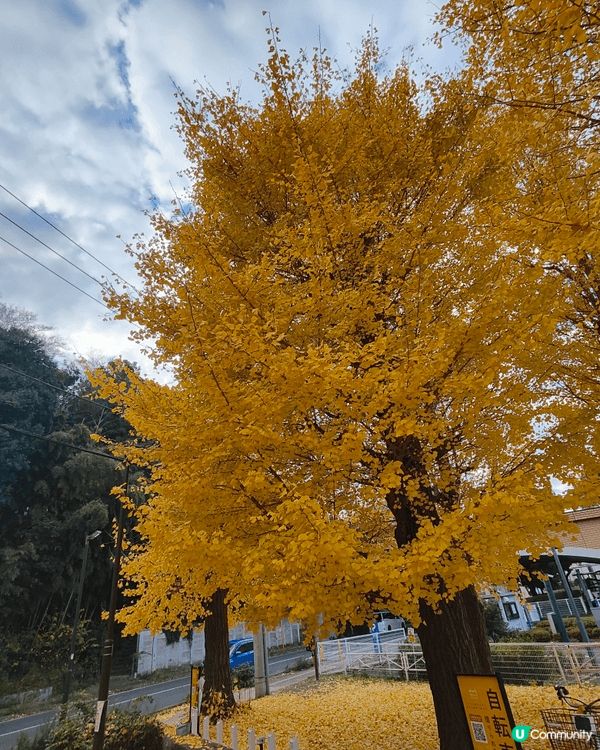 位於千葉縣嘅柏市，被譽為千葉縣嘅涉谷，旺中帶靜，JR直達，離...