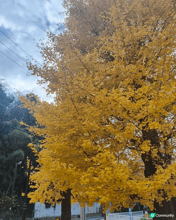 位於千葉縣嘅柏市，被譽為千葉縣嘅涉谷，旺中帶靜，JR直達，離...