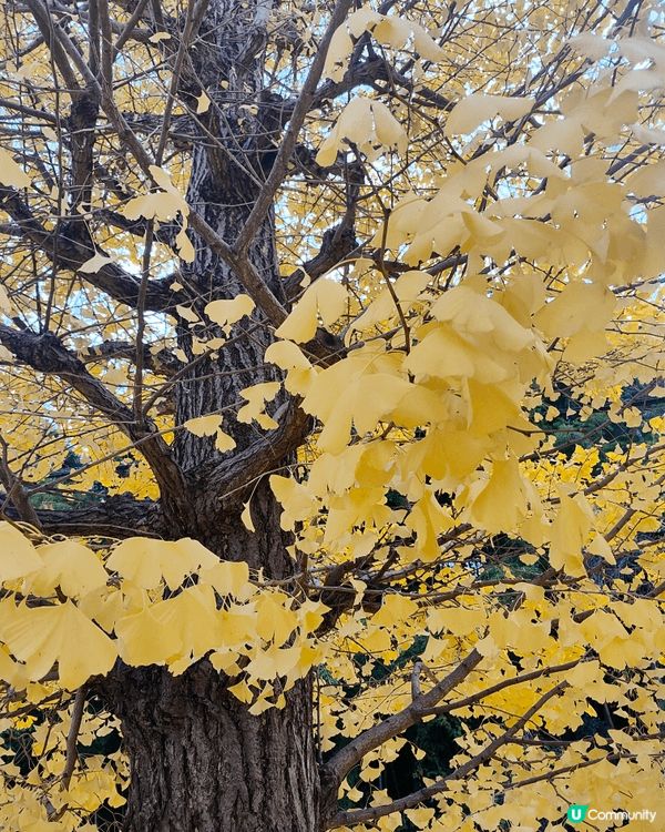 位於千葉縣嘅柏市，被譽為千葉縣嘅涉谷，旺中帶靜，JR直達，離...