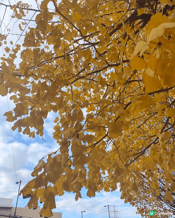 位於千葉縣嘅柏市，被譽為千葉縣嘅涉谷，旺中帶靜，JR直達，離...