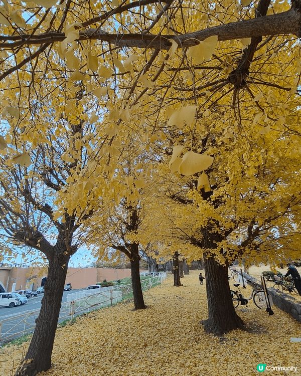 位於千葉縣嘅柏市，被譽為千葉縣嘅涉谷，旺中帶靜，JR直達，離...