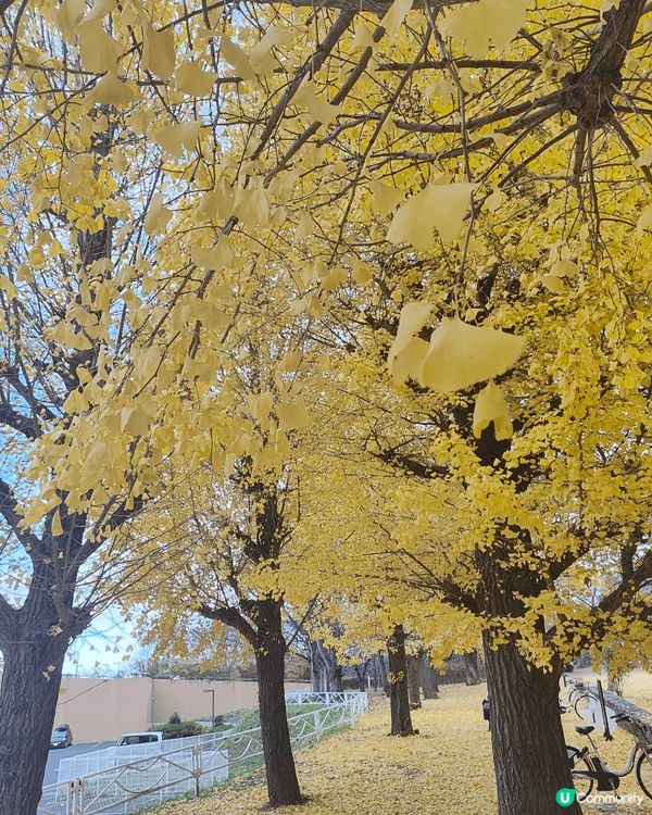 位於千葉縣嘅柏市，被譽為千葉縣嘅涉谷，旺中帶靜，JR直達，離...