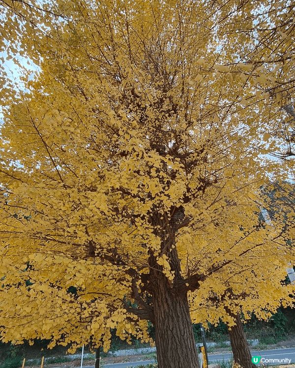 位於千葉縣嘅柏市，被譽為千葉縣嘅涉谷，旺中帶靜，JR直達，離...