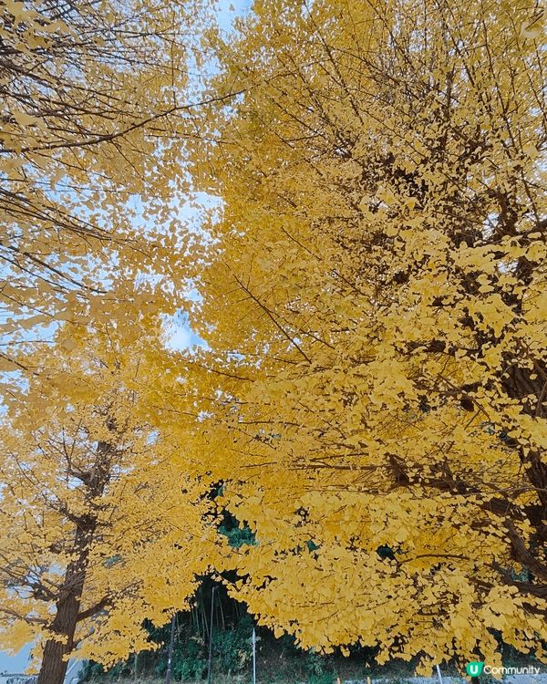 位於千葉縣嘅柏市，被譽為千葉縣嘅涉谷，旺中帶靜，JR直達，離...