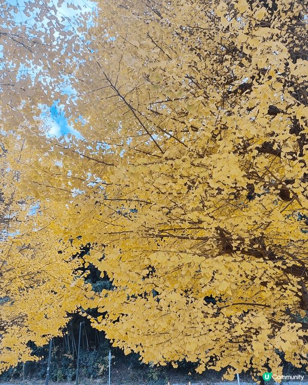 位於千葉縣嘅柏市，被譽為千葉縣嘅涉谷，旺中帶靜，JR直達，離...