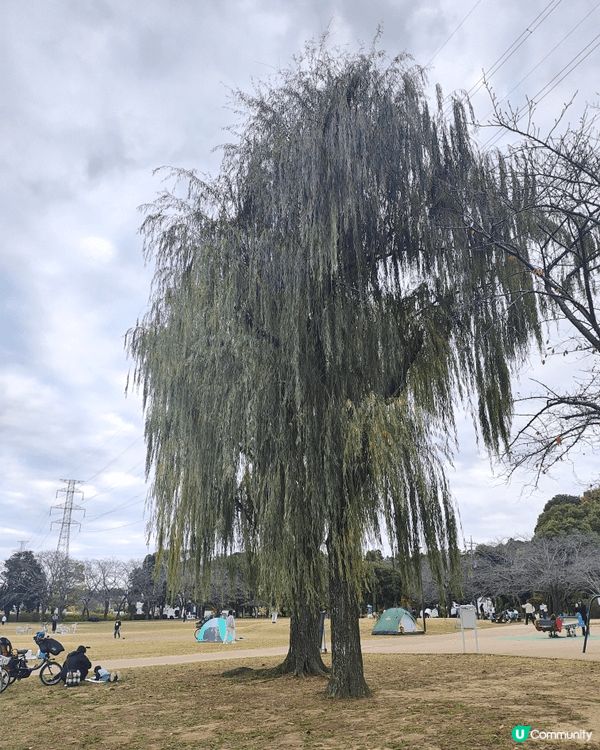 位於千葉縣嘅柏市，被譽為千葉縣嘅涉谷，旺中帶靜，JR直達，離...