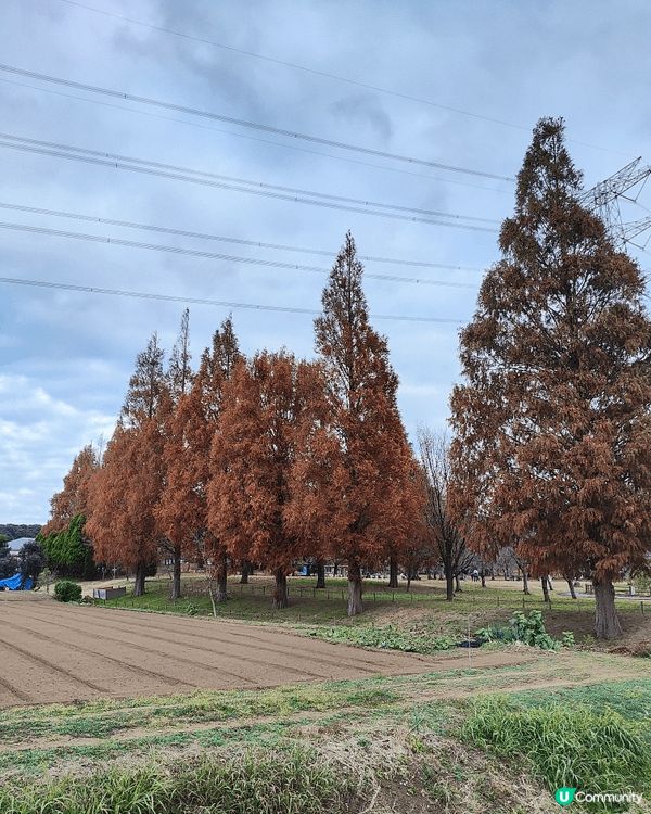 位於千葉縣嘅柏市，被譽為千葉縣嘅涉谷，旺中帶靜，JR直達，離...