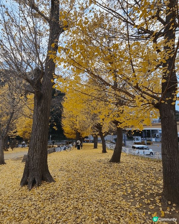 位於千葉縣嘅柏市，被譽為千葉縣嘅涉谷，旺中帶靜，JR直達，離...