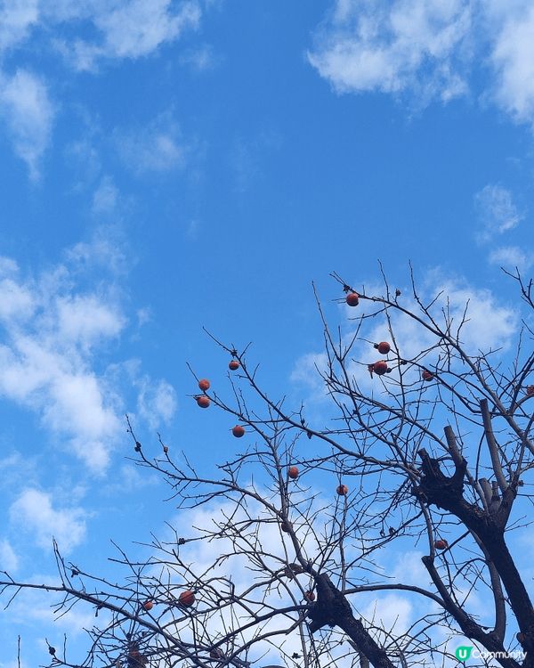 位於千葉縣嘅柏市，被譽為千葉縣嘅涉谷，旺中帶靜，JR直達，離...