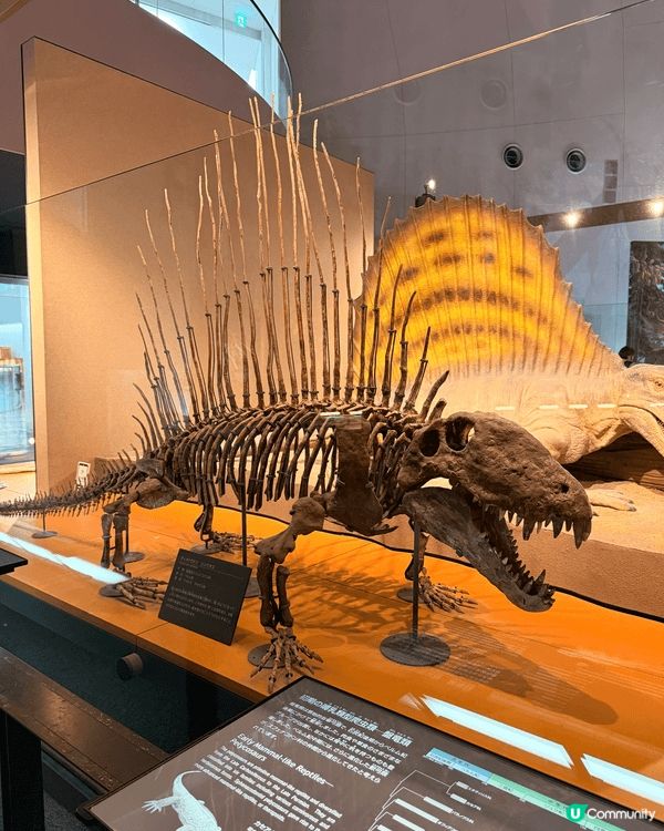 福井縣立恐龍博物館。這座博物館是世界頂級的恐龍博物館之一！