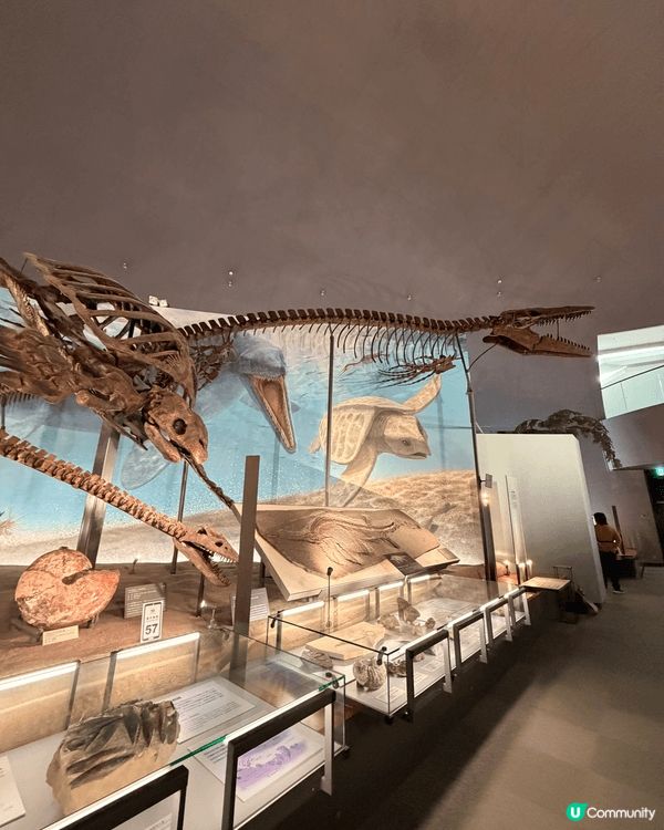 福井縣立恐龍博物館。這座博物館是世界頂級的恐龍博物館之一！