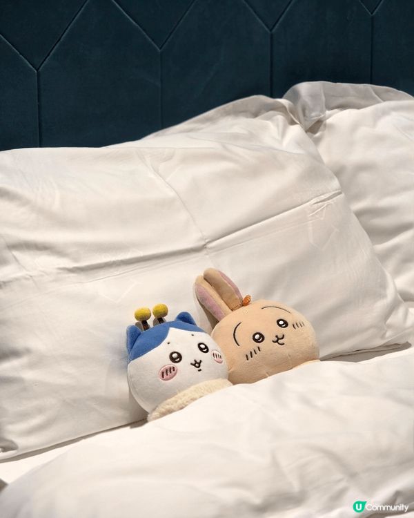 最愛小八🐱， 小八🐱和我同一日生日（5月1日）， 小八🐱樂天...