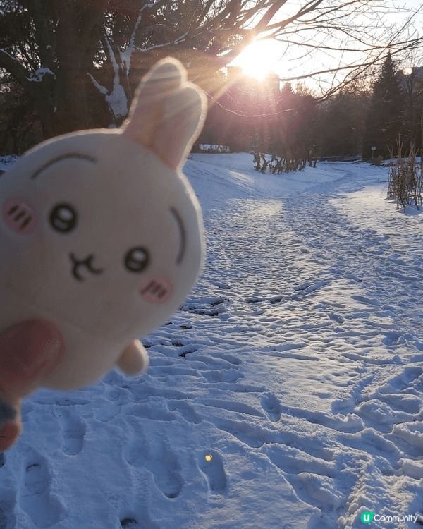去旅行帶埋兔兔Usagi返日本一齊去北海道玩雪，好開心架，一...