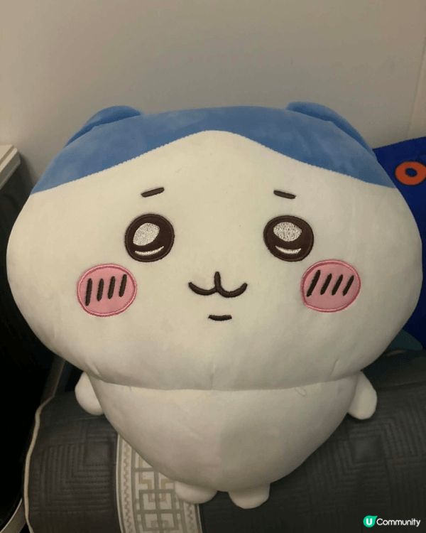 小八貓、兔哥和飛鼠是我生活中最可愛的三位小夥伴。