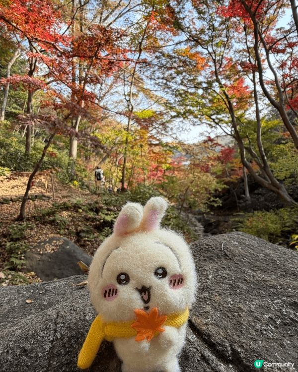 我最Chiikawa 最喜愛的角色就是usagi ，今年我帶...