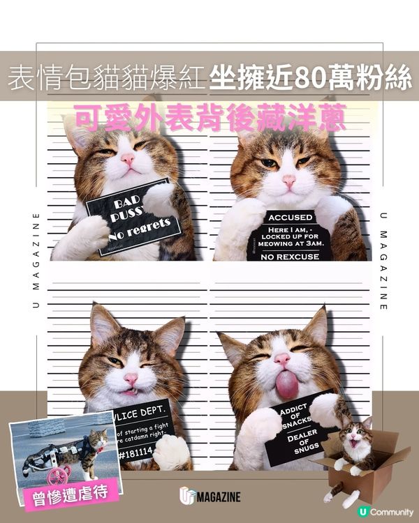 表情包貓貓爆紅 坐擁近80萬粉絲 可愛背後藏洋蔥