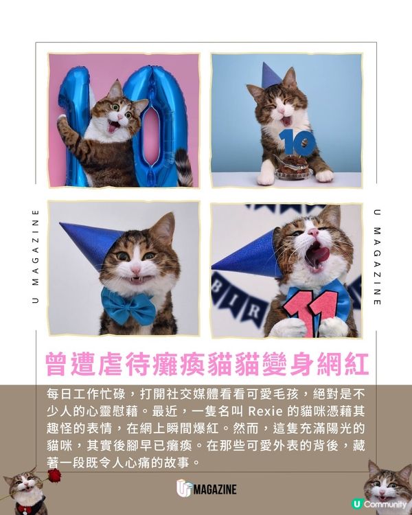 表情包貓貓爆紅 坐擁近80萬粉絲 可愛背後藏洋蔥