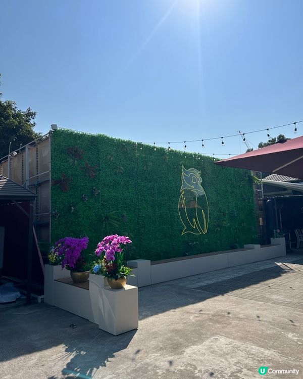 貓頭鷹🦉茶座😆推