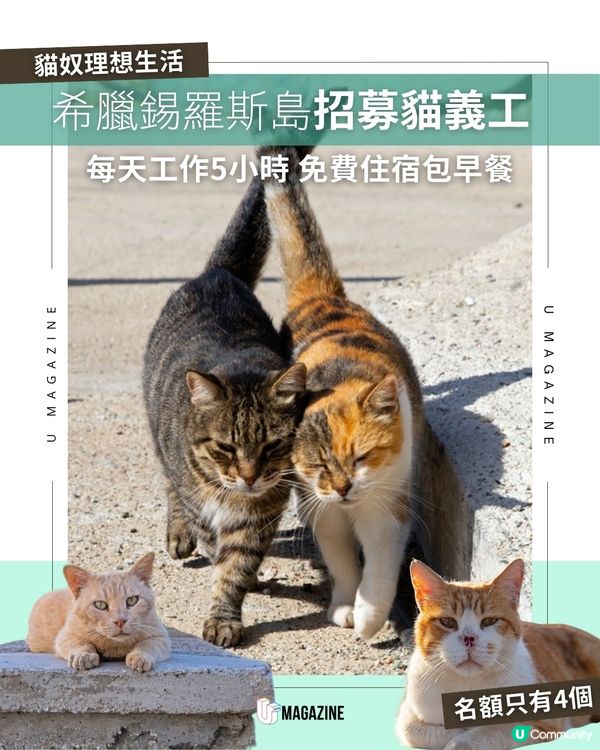 每日工作五小時 希臘流浪貓慈善組織招募貓義工