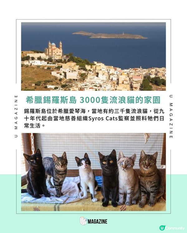 每日工作五小時 希臘流浪貓慈善組織招募貓義工