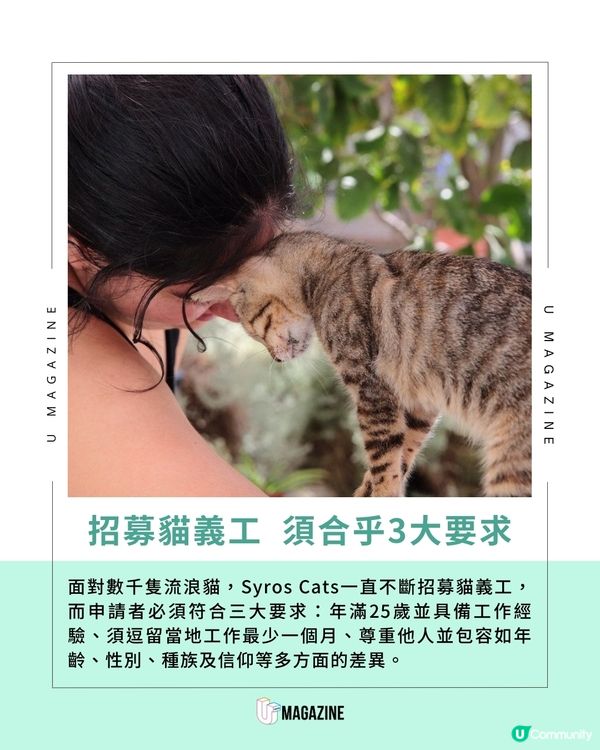 每日工作五小時 希臘流浪貓慈善組織招募貓義工