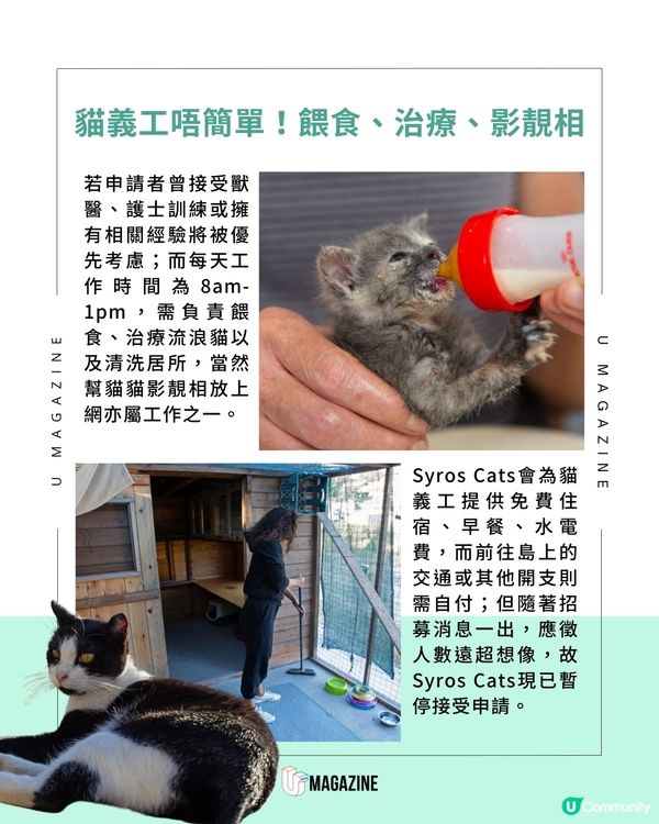 每日工作五小時 希臘流浪貓慈善組織招募貓義工