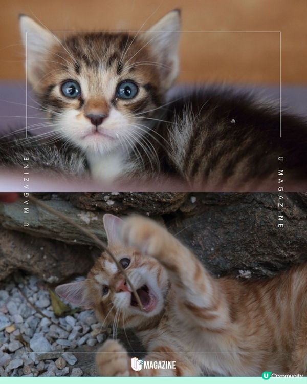 每日工作五小時 希臘流浪貓慈善組織招募貓義工