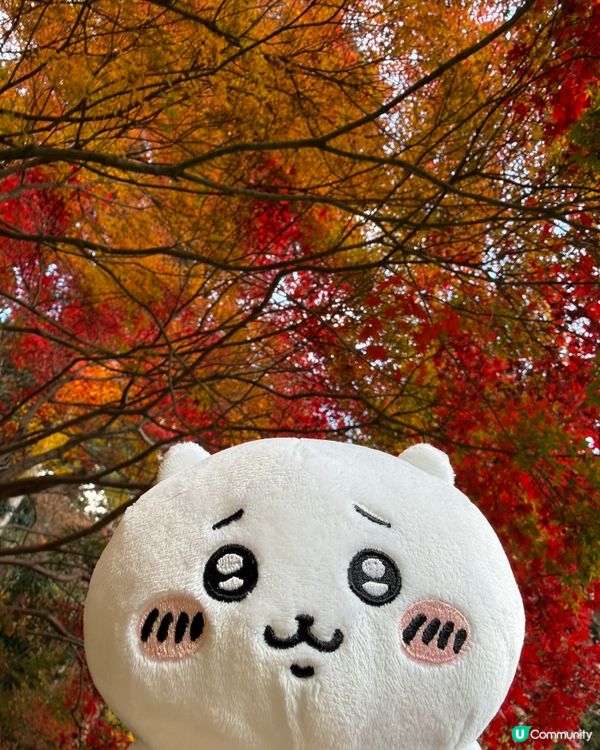 Chiikawa與勝尾寺