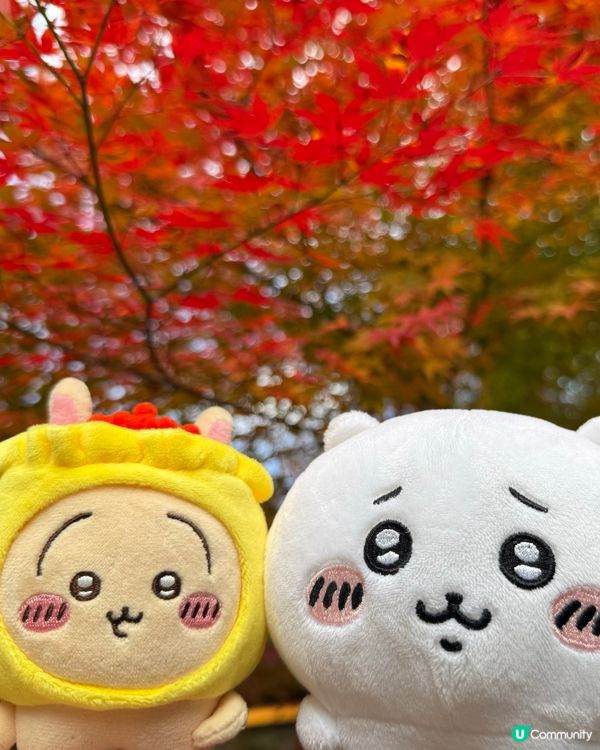 Chiikawa與勝尾寺