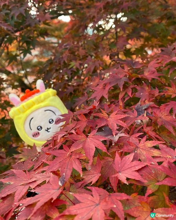 Chiikawa與勝尾寺