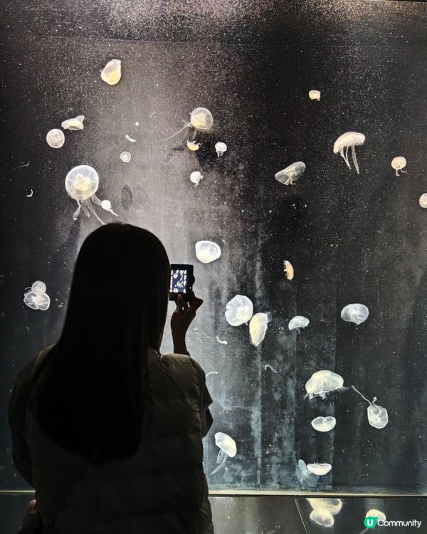 大阪海遊館🌊震撼水族館體驗！🐠