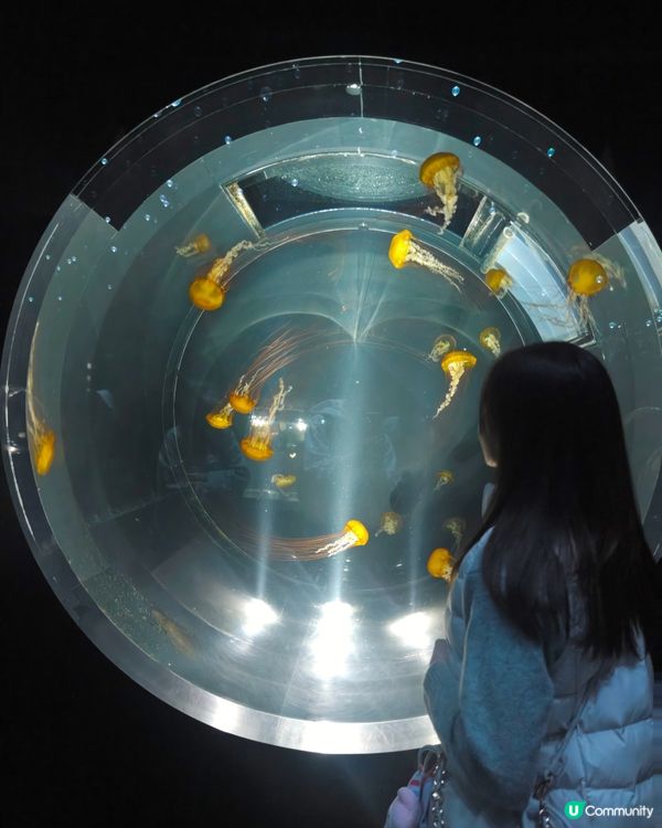 大阪海遊館🌊震撼水族館體驗！🐠