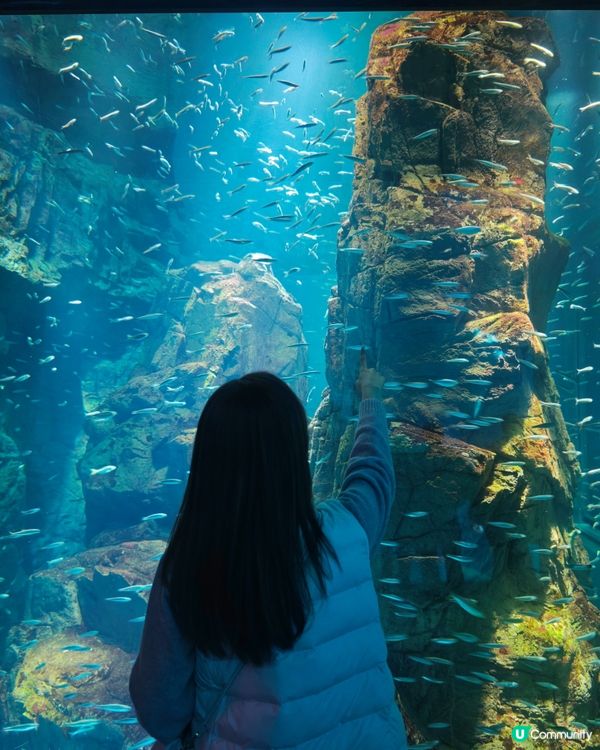 大阪海遊館🌊震撼水族館體驗！🐠
