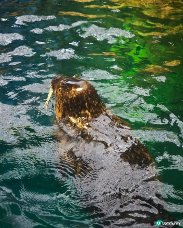 大阪海遊館🌊震撼水族館體驗！🐠