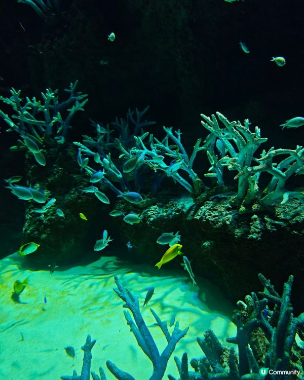 大阪海遊館🌊震撼水族館體驗！🐠