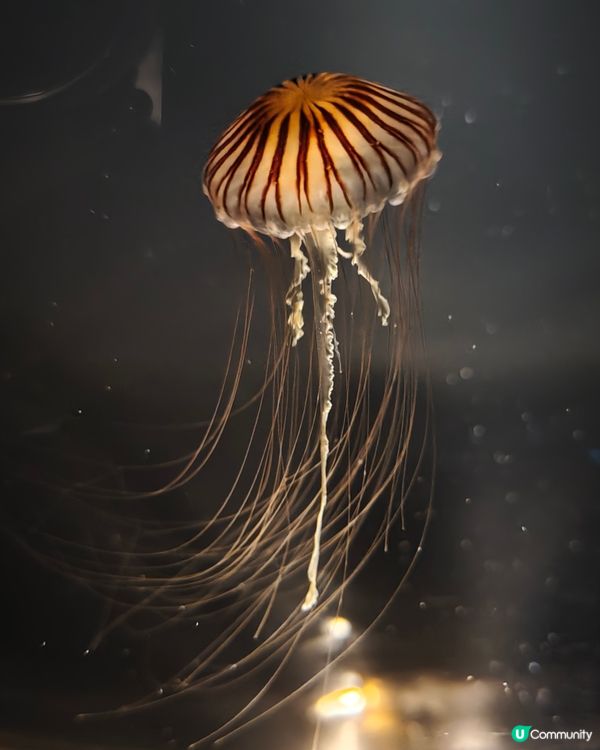 大阪海遊館🌊震撼水族館體驗！🐠