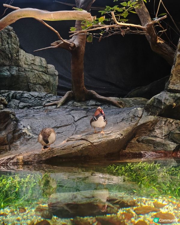 大阪海遊館🌊震撼水族館體驗！🐠