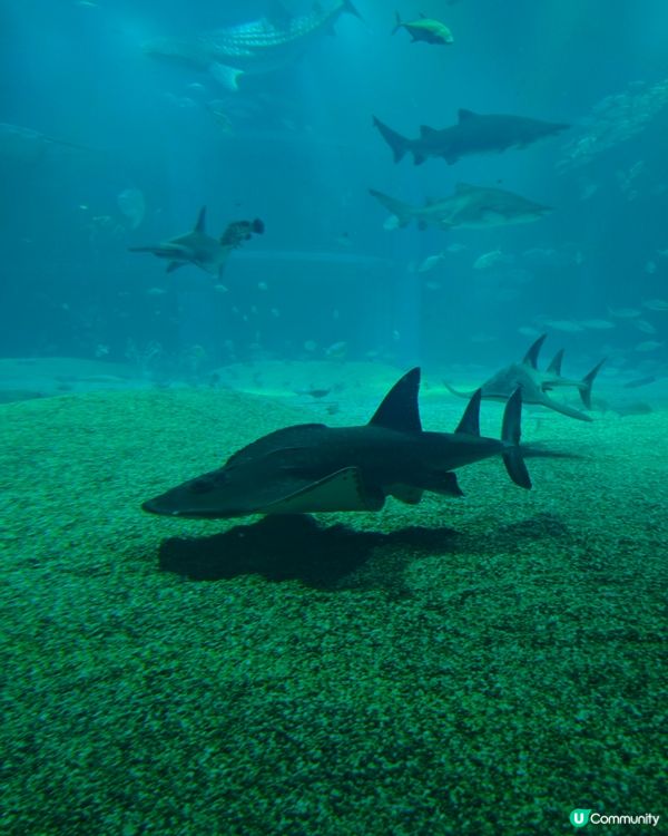 大阪海遊館🌊震撼水族館體驗！🐠