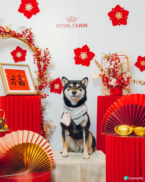 期待去寵物展影靚相