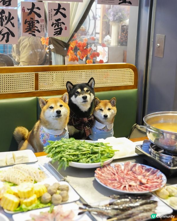 港式平價邊爐～寵物友善餐廳💕