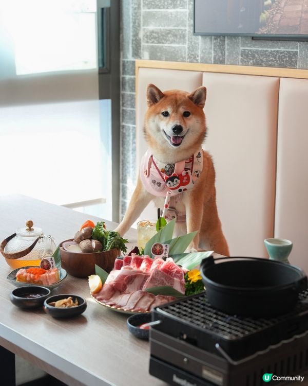 帶埋小狗一齊食壽喜燒🌟