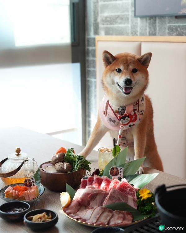 帶埋小狗一齊食壽喜燒🌟