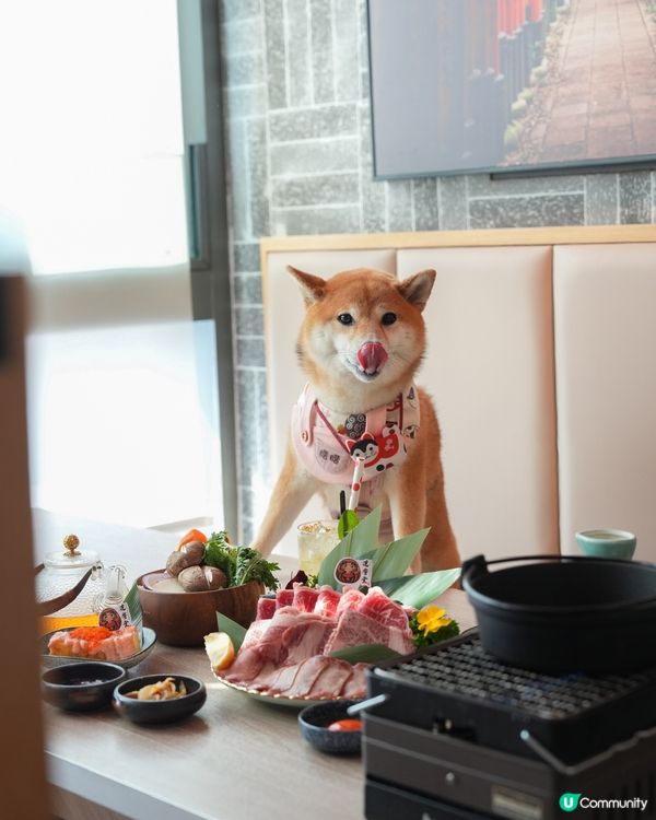 帶埋小狗一齊食壽喜燒🌟