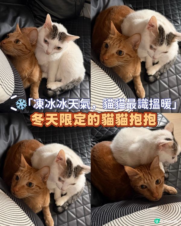 貓咪暖暖冬日 ☀️🐱🐱
