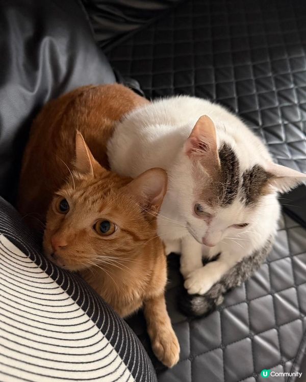 貓咪暖暖冬日 ☀️🐱🐱