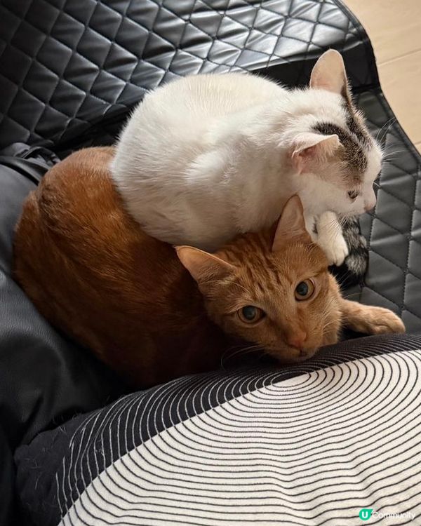 貓咪暖暖冬日 ☀️🐱🐱