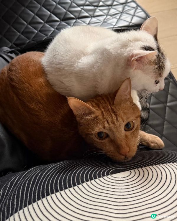 貓咪暖暖冬日 ☀️🐱🐱